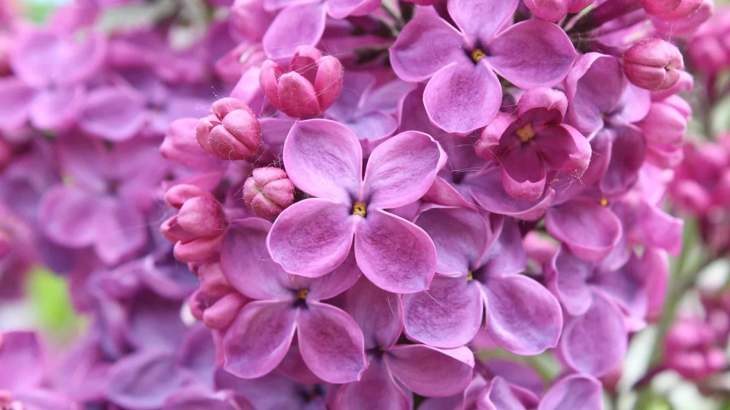 Tryzub et obus de 30 mm avec des lilas violets.